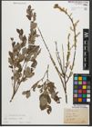 Foto von Salix starkeana Willd.
